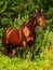 Beautiful horse in verdure