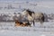 Beautiful horse walk in winter snow with dogs