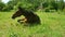 Beautiful Horse Wallowing On Meadow