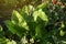 Beautiful horseradish plants growing in garden, closeup