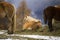 Beautiful horses in Alpe di Siusi, Italy-Dolomites, Alpes.