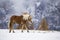 Beautiful horses in Alpe di Siusi, Italy-Dolomites, Alpes.