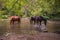 Beautiful horses drinking water from river Gradac