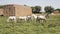 Beautiful Horses At Farm Feeding at Pasture