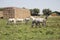 Beautiful Horses At Farm Feeding at Pasture