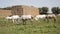 Beautiful Horses At Farm Feeding at Pasture