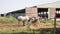 Beautiful Horses At Farm Feeding at Pasture