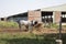 Beautiful Horses At Farm Feeding at Pasture