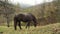 beautiful horses in the field.Brown with white spots horse eating green grass in pasture.