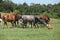 Beautiful horses going together on pasturage