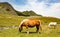 Beautiful horses grazing the alpine pastures