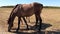 Beautiful horses grazing on grass in a field. Horses walk in a pasture on a ranch.