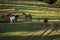 Beautiful horses on a green landscape. Comanesti, Romania