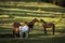 Beautiful horses on a green landscape. Comanesti, Romania