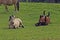 Beautiful horses lying on the field