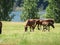 Beautiful horses mares foals eating green grass