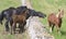 Beautiful horses in pasture in the countryside of Puglia.