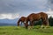 Beautiful horses on a pasture before the rain on background mountain range of Chernogor wiht the highest point of Ukraine. Carpath