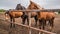 Beautiful horses in pen on farm eat hay, cute domestic animal in livestock in rural countryside