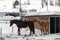 Beautiful horses playing in the barn in the snowy alps switzerland in winter