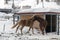 Beautiful horses playing in the barn in the snowy alps switzerland in winter