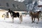 Beautiful horses playing in the barn in the snowy alps switzerland in winter