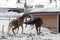 Beautiful horses playing in the barn in the snowy alps switzerland in winter