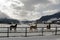 Beautiful horses playing in the barn in the snowy alps switzerland in winter