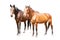 Beautiful horses, racehorse, English racehorse, Ukrainian riding horse