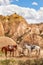 Beautiful horses in Rose valley near Goreme, Turkey