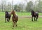 Beautiful Horses Running In The Rain