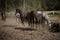 beautiful horses in a stud farm