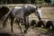 beautiful horses in a stud farm