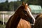 beautiful horses in a stud farm