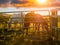 Beautiful horses at sunset in a field. Selective focus. Warm sunny color and glow. Animal farm with stunning pets