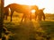 Beautiful horses at sunset in a field. Selective focus. Warm sunny color and glow. Animal farm with stunning pets