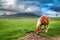 Beautiful horses in valley, Castelluccio, Umbria