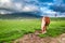 Beautiful horses in valley near Castelluccio, Umbria