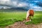 Beautiful horses in valley near Castelluccio, Umbria