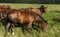 Beautiful horses walking in the clearing during the summer