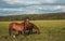 Beautiful horses walking in the clearing during the summer