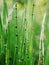 Beautiful Horsetail in blur background