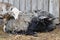 A beautiful Hortobagy Racka sheep ram with long spiral shaped horns having a rest. A cute lamb beside him