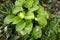 Beautiful Hosta leaves background