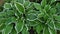 Beautiful hosta leaves close-up. Hosts in the flowerbed