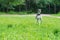 A beautiful hound is standing on a green meadow in the forest.