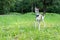 A beautiful hound is standing on a green meadow in the forest.