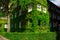 Beautiful house with ivy. Beautiful autumn. Beautiful house. Facade of the house with ivy.Texture. Background.