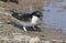 A beautiful House Martin bird delichon urbica sitting by the edge of a muddy pool with a beak full of mud to make its nest.