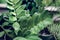 Beautiful House Plants with Water Droplets on Balcony